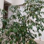 Ficus benjamina Fulla