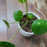 Pilea peperomioidesLiść