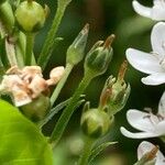 Lysimachia clethroides Fruto