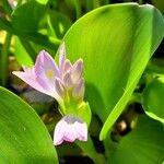 Eichhornia crassipes Flor