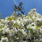 Prunus cerasusFlower