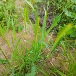 Hordeum marinum 整株植物