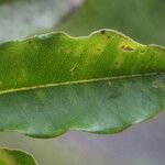 Syzygium borbonicum Leaf