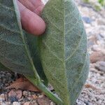 Crotalaria mitchellii Лист