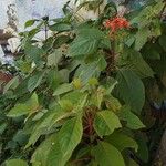 Hamelia patens অভ্যাস