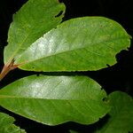 Symplocos serrulata Leaf