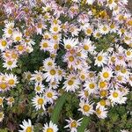 Chrysanthemum zawadzkii Fleur