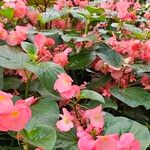 Begonia coccinea Hábitos