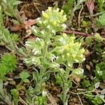 Alyssum alyssoides फूल