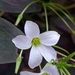 Oxalis triangularis Blüte