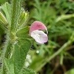 Salvia viridis Virág