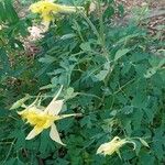 Aquilegia chrysantha Hábito