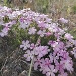 Phlox austromontana Flor