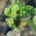 Jatropha curcas Blüte