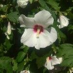 Hibiscus syriacusFlor