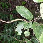 Coccoloba striata Leaf