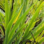 Sisyrinchium striatum Feuille