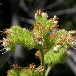 Phacelia mutabilis Fruit