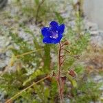 Phacelia parryi Flor