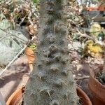 Pachypodium rosulatum Ŝelo