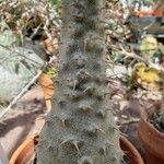 Pachypodium rosulatum Cortiza