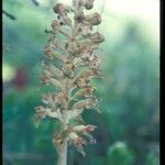 Orobanche reticulata 花