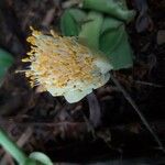 Haemanthus deformis 花