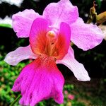 Papilionanthe teres Çiçek