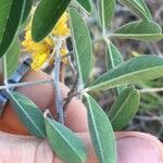 Crotalaria decaryana Hoja
