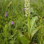 Platanthera hyperborea Habitus