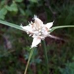 Carex baldensis Flor