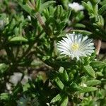 Delosperma echinatum Habit