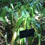 Crinum album Hoja
