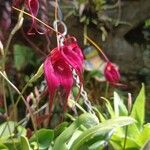 Bulbophyllum gracillimum Kvet