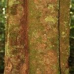 Virola sebifera Bark