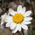 Anthemis cretica Flower