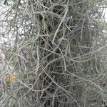 Tillandsia usneoides List