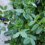 Vicia narbonensis Облик