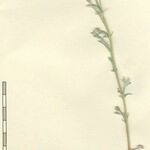 Artemisia nitida Máis