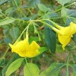Jasminum odoratissimum Fleur
