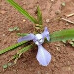 Cipura paludosa Květ