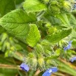 Pentaglottis sempervirens Hábito