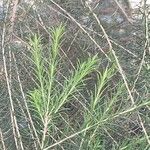 Melaleuca armillaris Blad