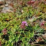 Thymus praecoxFlower