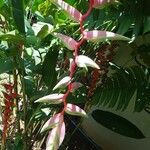Heliconia chartacea Blomma