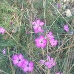 Dianthus graniticus Цвят