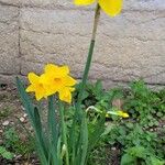 Narcissus jonquilla 花