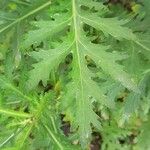 Crambe arborea Hoja