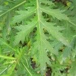 Crambe arborea Blad