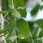 Pavetta lanceolata Frunză